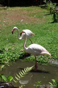 Guadeloupe Août 2015-02736   